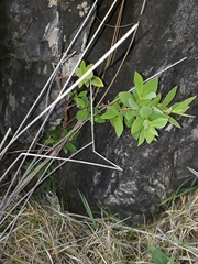 Wikstroemia indica