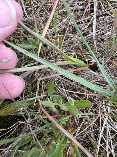Image of Lomatium triternatum by no rights reserved