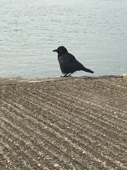 Corvus corone
