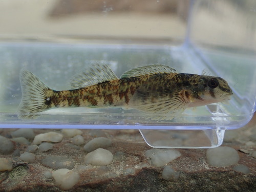 Rock darter (Etheostoma rupestre) — Percidae — 4