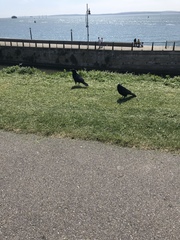 Corvus corone