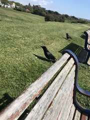 Corvus corone