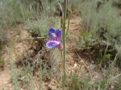 Penstemon comarrhenus
