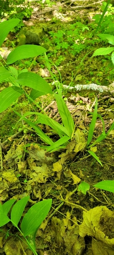 Image of Carex albursina by no rights reserved