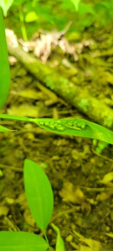 Image of Carex albursina by no rights reserved