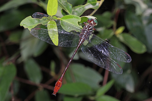 Russet-tipped Clubtail photo 3