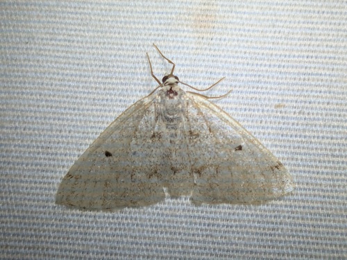 Gray Spring Moth photo 4