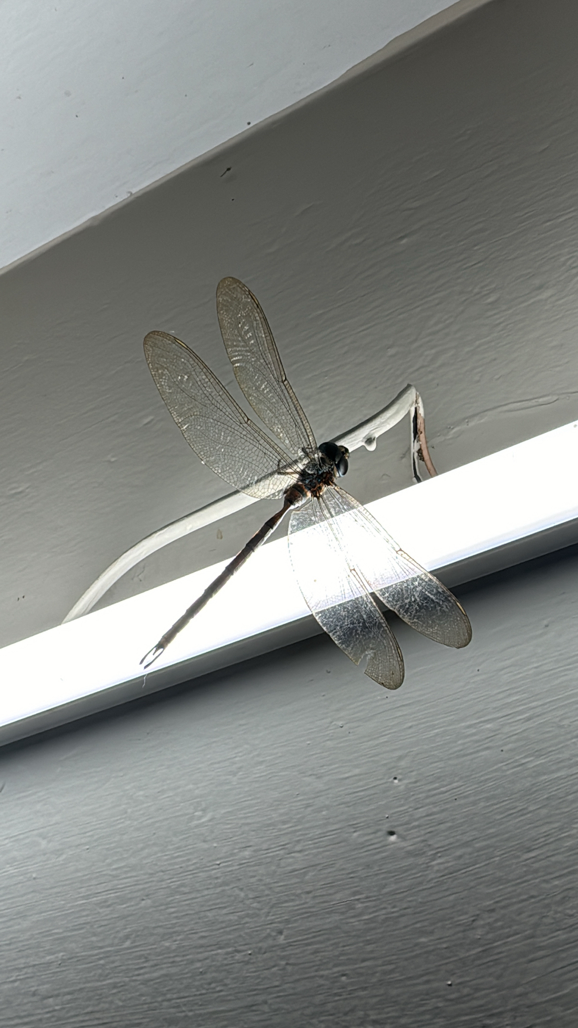 Brown Duskhawker