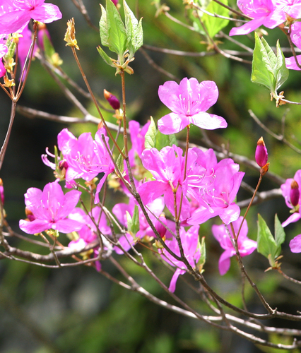 Rhododendron wadanum iNat (1)