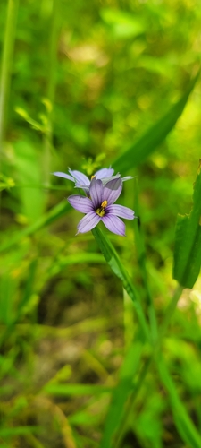 Image of Sisyrinchium angustifolium by no rights reserved