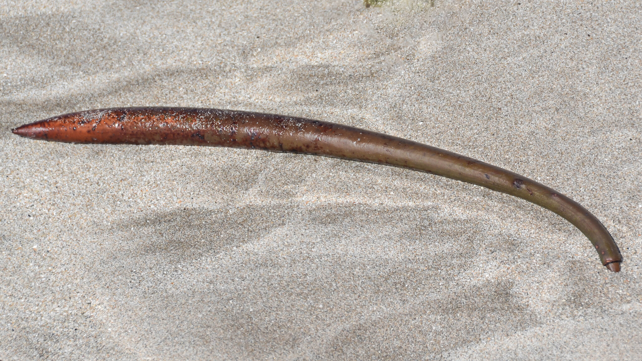 Rhizophora mangle
