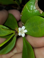 Myoporum boninense