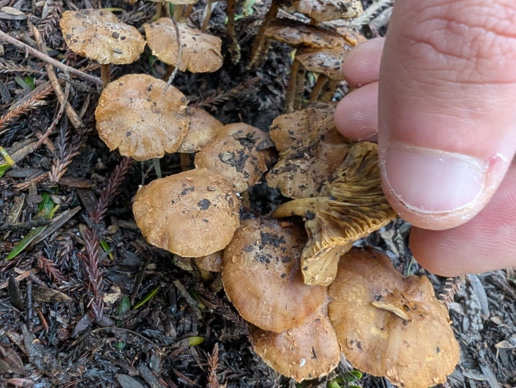 Pholiota subflammans · May 2025 · photo: © villamarl88 (iNaturalist, cc0)