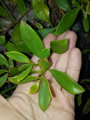 Myoporum boninense