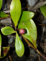 Myoporum boninense