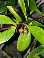 Myoporum boninense