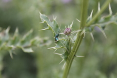 Chrysidoidea