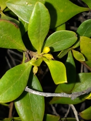 Myoporum boninense
