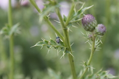 Chrysidoidea