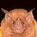 Short-tailed Leaf-nosed Bats - Photo (c) Jose G. Martinez-Fonseca, some rights reserved (CC BY-NC), uploaded by Jose G. Martinez-Fonseca