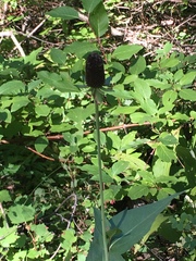 Rudbeckia occidentalis
