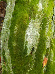 Dicranum flagellare