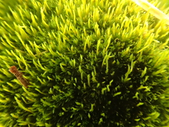 Dicranum flagellare