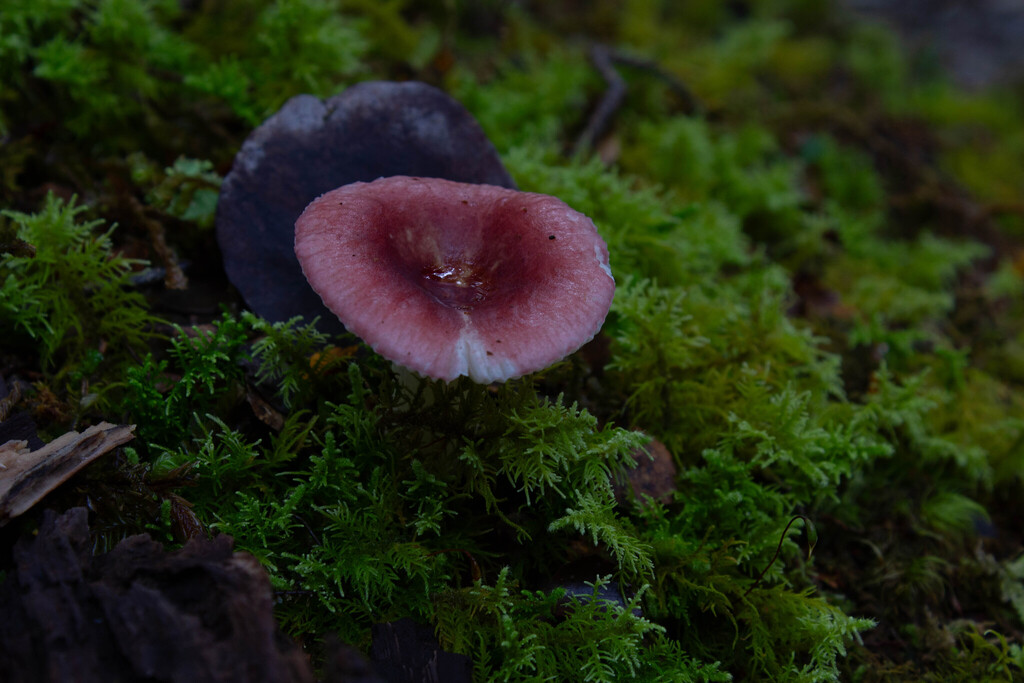 Russula roseopileata · April 2025 · photo: © stinkbarr (iNaturalist, cc-by)