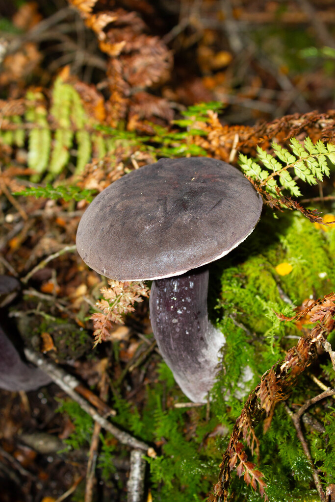 Tylopilus formosus · April 2025 · photo: © stinkbarr (iNaturalist, cc-by)