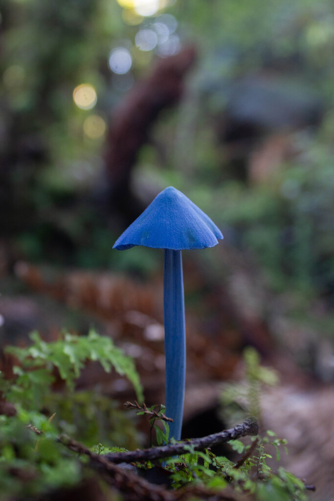 Entoloma hochstetteri