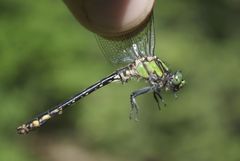 Ophiogomphus mainensis