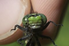 Ophiogomphus mainensis