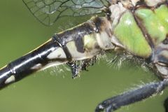 Ophiogomphus mainensis