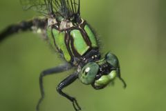 Ophiogomphus mainensis