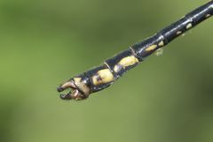 Ophiogomphus mainensis