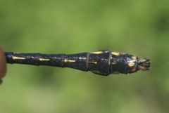 Ophiogomphus mainensis