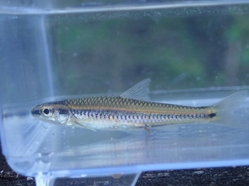 Burrhead shiner (Notropis asperifrons) — Cyprinidae — 5