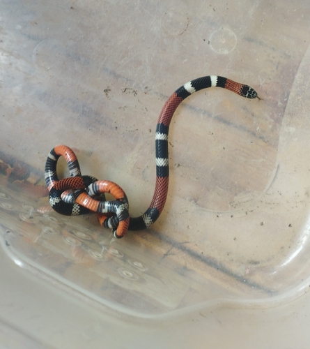 Argentinean Coralsnake