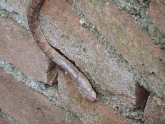 Trimorphodon paucimaculatus