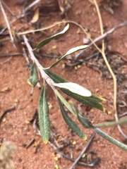 Eriogonum leptocladon