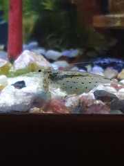 Caridina multidentata