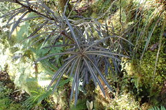 Pseudopanax linearis