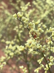 Eriogonum leptocladon