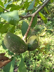 Tabernaemontana tomentosa