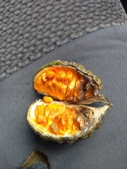 Tabernaemontana tomentosa