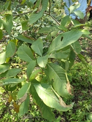 Tabernaemontana tomentosa