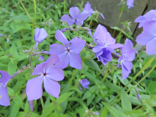 Phlox