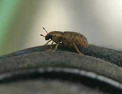 Sitona hispidulus