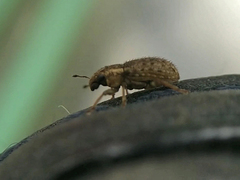 Sitona hispidulus