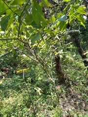 Tabernaemontana tomentosa